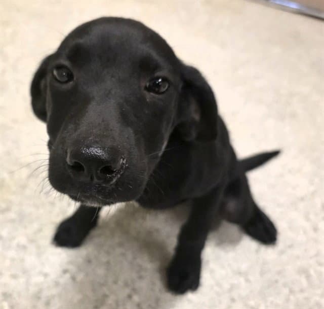 Unknown - Labrador Retriever