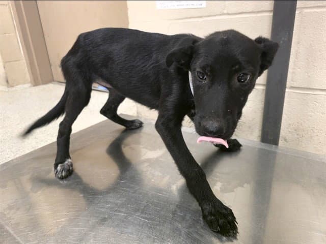 Unknown - Labrador Retriever