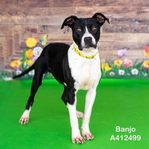 Banjo - American Pit Bull Terrier