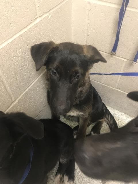 Unknown - German Shepherd Dog