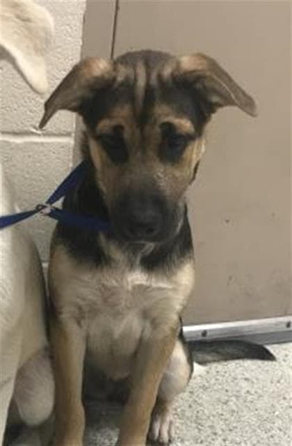 Unknown - German Shepherd Dog