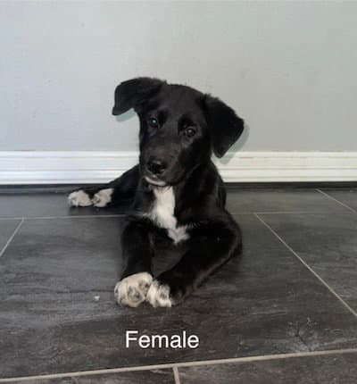 Unknown - German Shepherd Dog