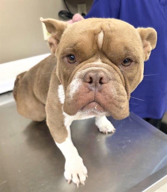 Unknown - Bulldog