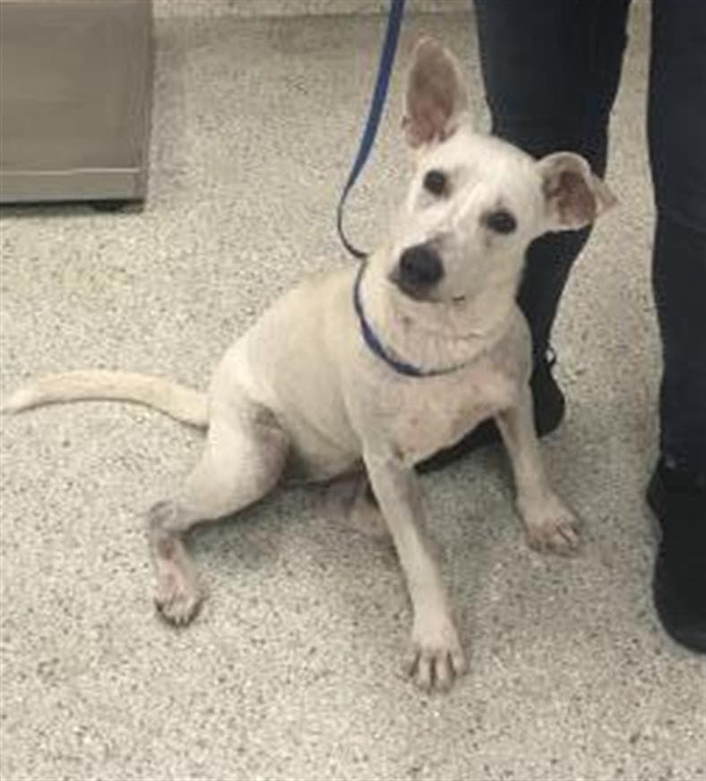 Unknown - Australian Cattle Dog/Blue Heeler