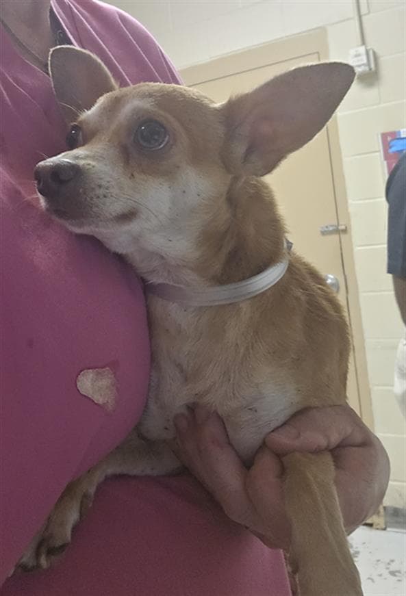 Unknown - Chihuahua
