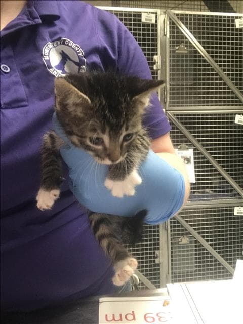 Unknown - Domestic Short Hair