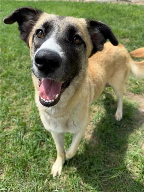 Cardi - Anatolian Shepherd
