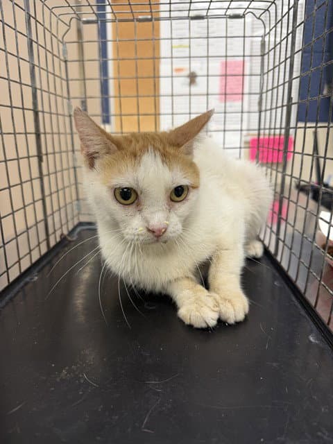 Unknown - Domestic Short Hair