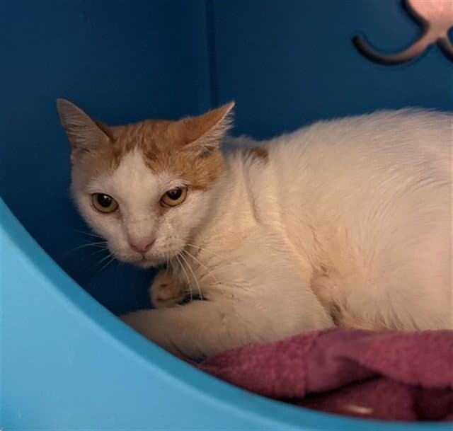 Unknown - Domestic Short Hair