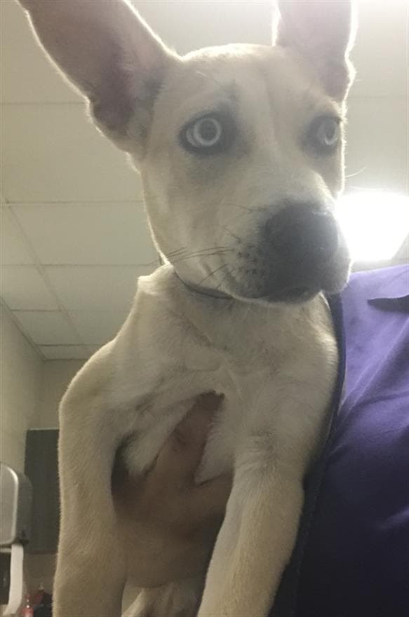 Unknown - Pit Bull Terrier