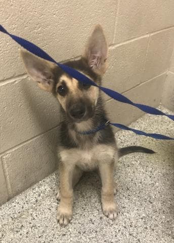 Maisey - German Shepherd Dog