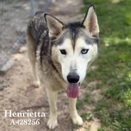 Henrietta image 1