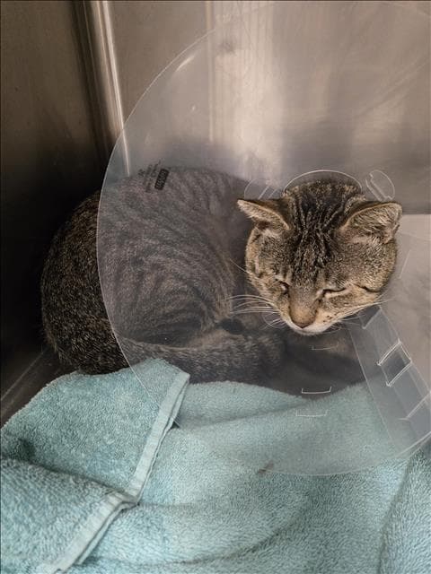 Unknown - Domestic Short Hair