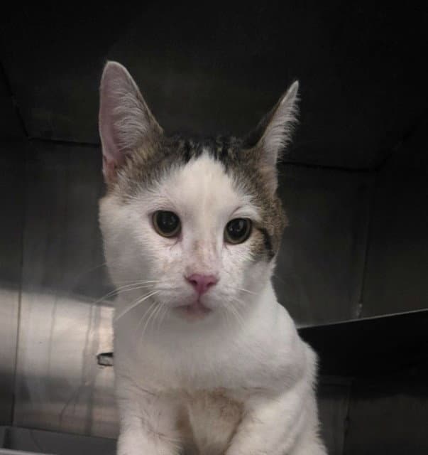 Unknown - Domestic Short Hair
