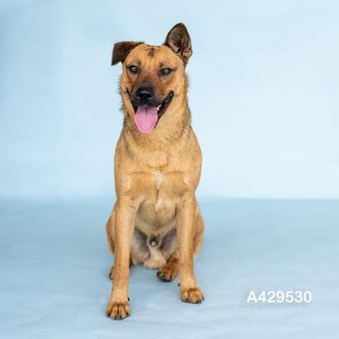 Beckham - Black Mouth Cur
