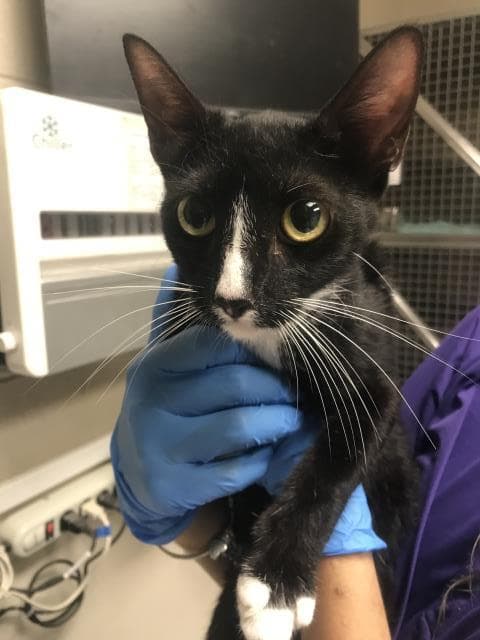 Unknown - Domestic Short Hair