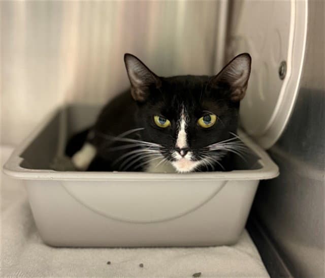 Unknown - Domestic Short Hair