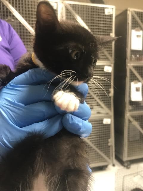 Unknown - Domestic Short Hair