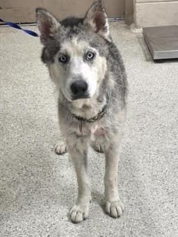 Balto image 1
