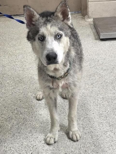 Balto - Siberian Husky
