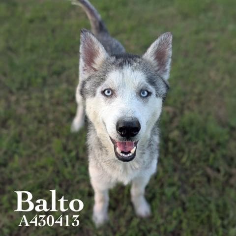 Balto - Siberian Husky