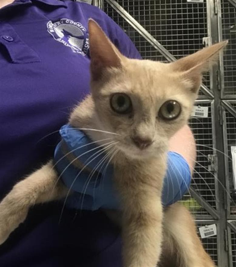 Unknown - Domestic Short Hair
