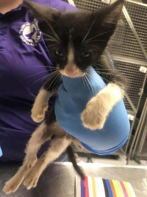Unknown - Domestic Short Hair