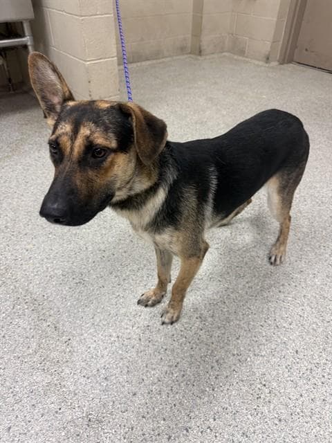Paulie - German Shepherd Dog