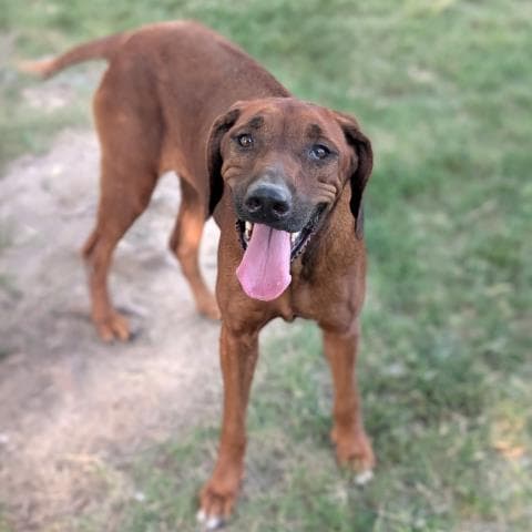 Unknown - Rhodesian Ridgeback