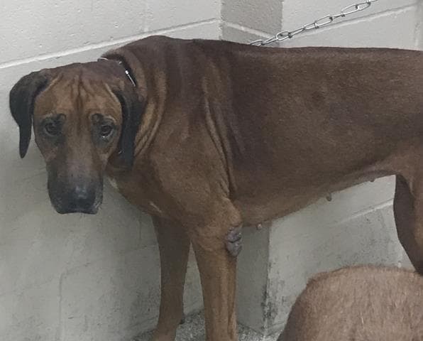 Unknown - Rhodesian Ridgeback