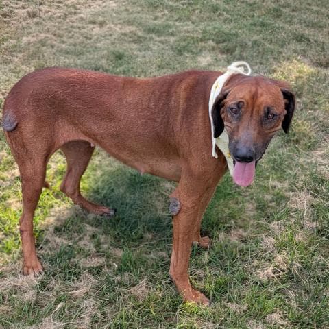 Unknown - Rhodesian Ridgeback