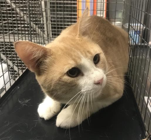 Chase - Domestic Short Hair