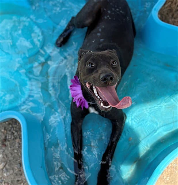 Daisy - Greyhound