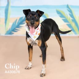 Chip image 1