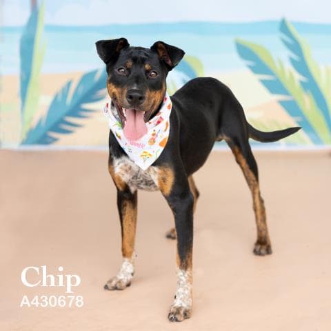 Chip - Doberman Pinscher