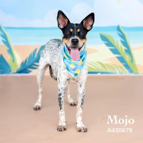 Mojo - Australian Cattle Dog/Blue Heeler