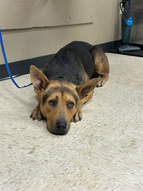Unknown - German Shepherd Dog