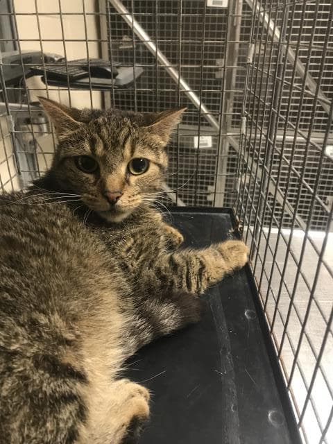 Unknown - Domestic Short Hair