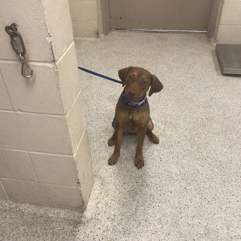 Ellie Mae - German Shorthaired Pointer