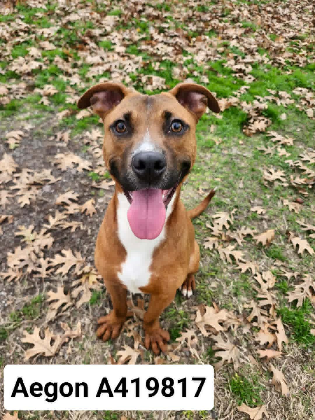 Aegon - Black Mouth Cur
