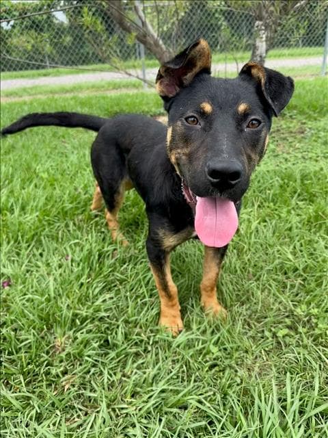 Briggs - Australian Kelpie