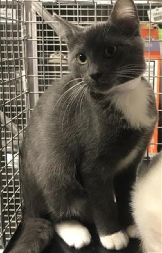 Tractor - Domestic Short Hair
