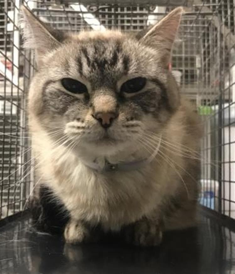 Robert - Domestic Short Hair