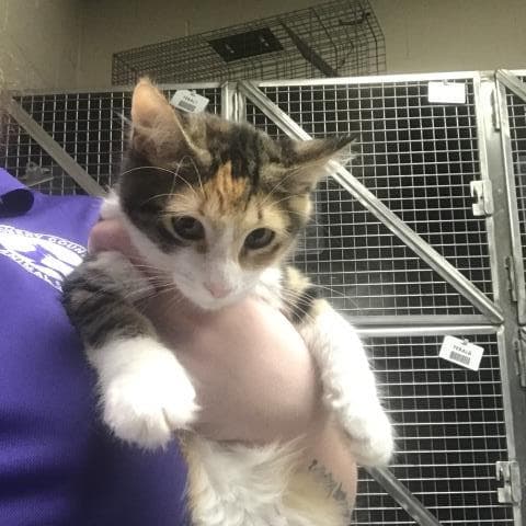 Piper - Domestic Short Hair