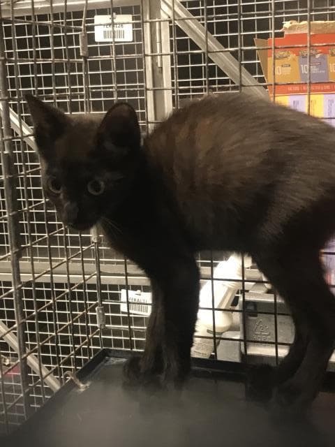 Unknown - Domestic Short Hair