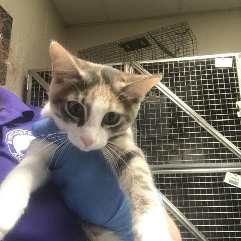 Paige - Domestic Short Hair