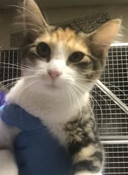 Phoebe image 1