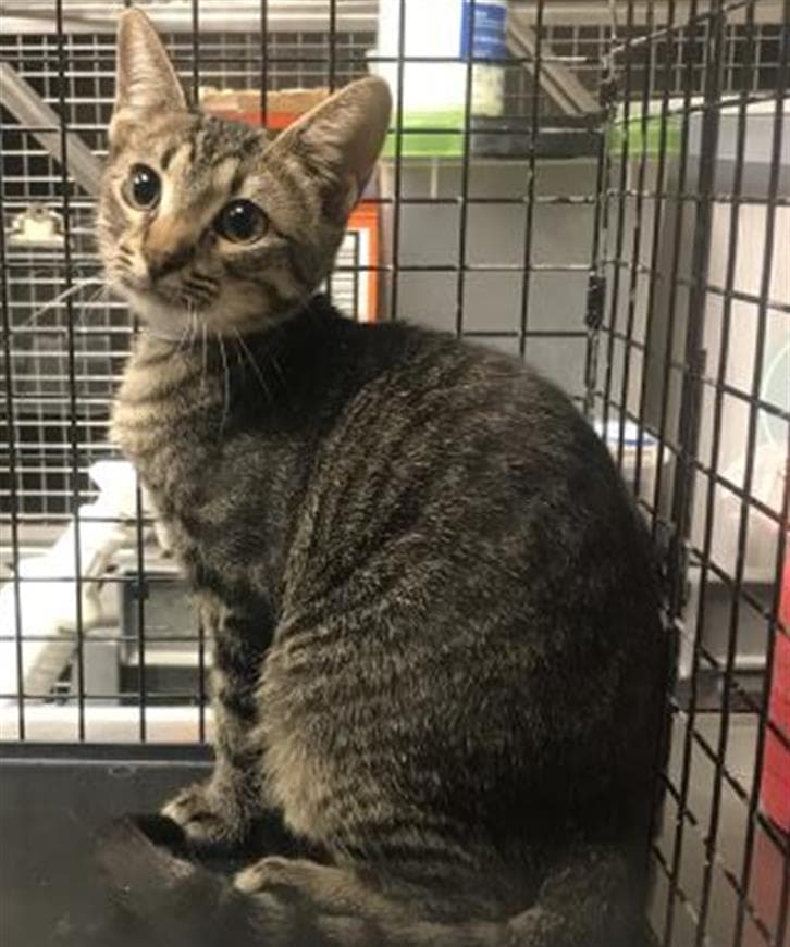 Celine - Domestic Short Hair