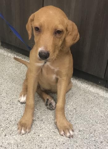 Fred - Labrador Retriever