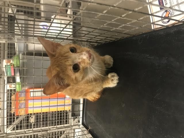 Ghost - Domestic Short Hair